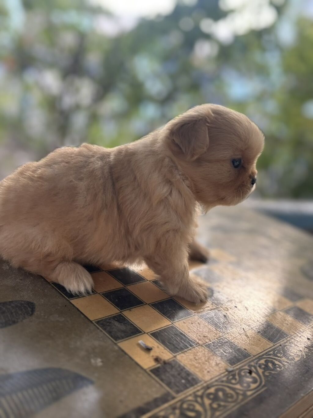 Pekines, Peyvəndli — Köpəklər, Qobu (2)