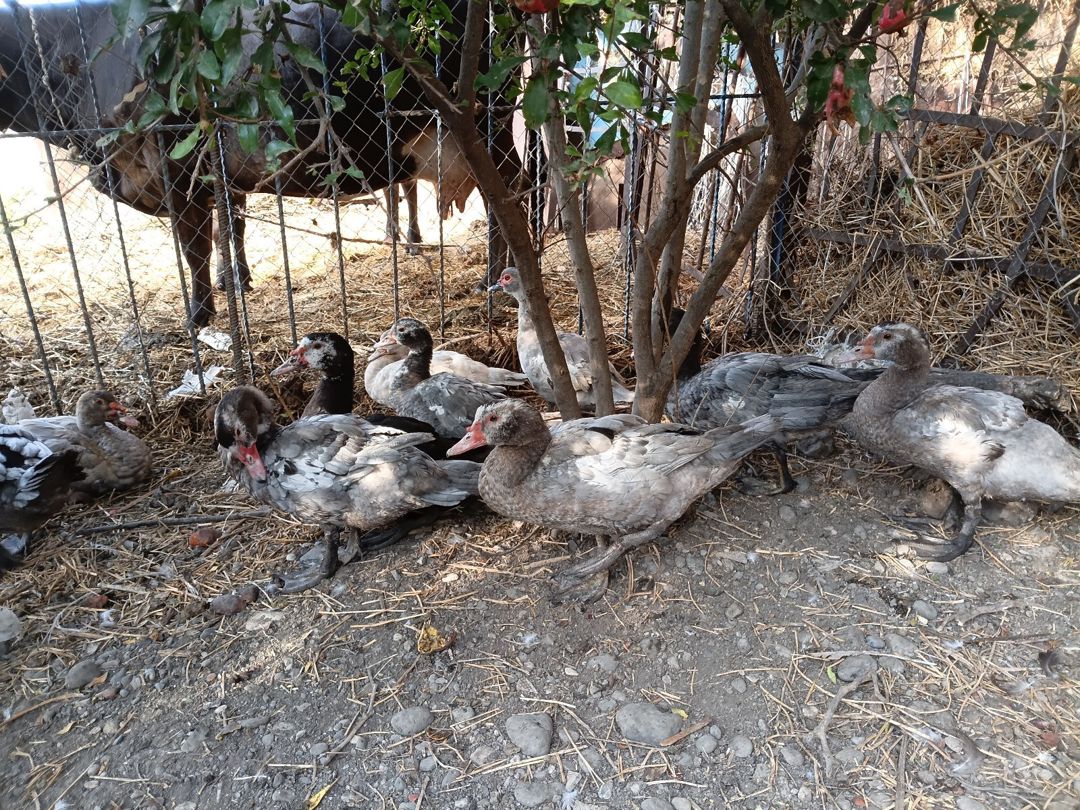 Lal ördəklər — Quşlar, Ağcabədi (2)