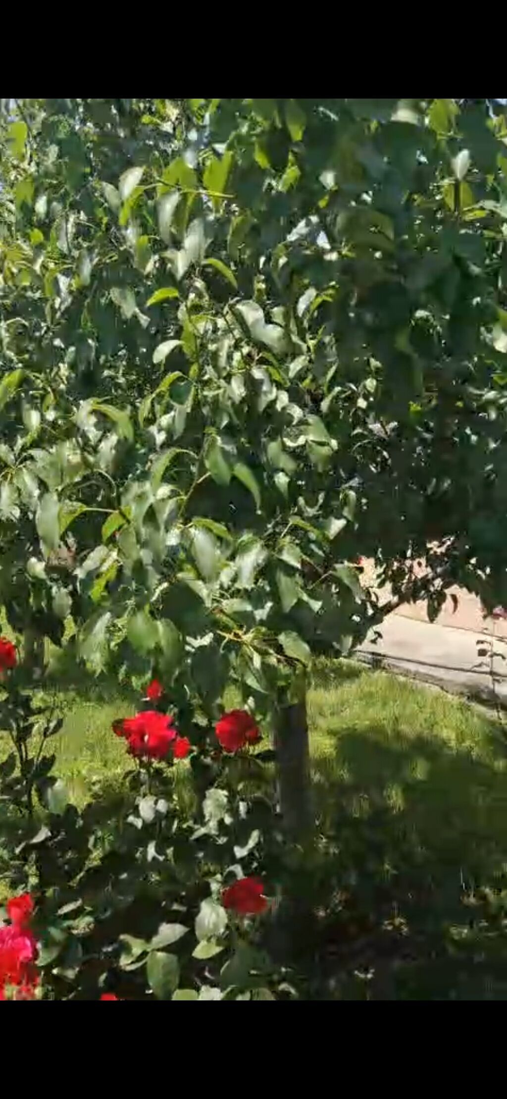 3 otaqlı, 115 kv. m, Yeni təmirli — Ev, villa, Qəbələ (2)
