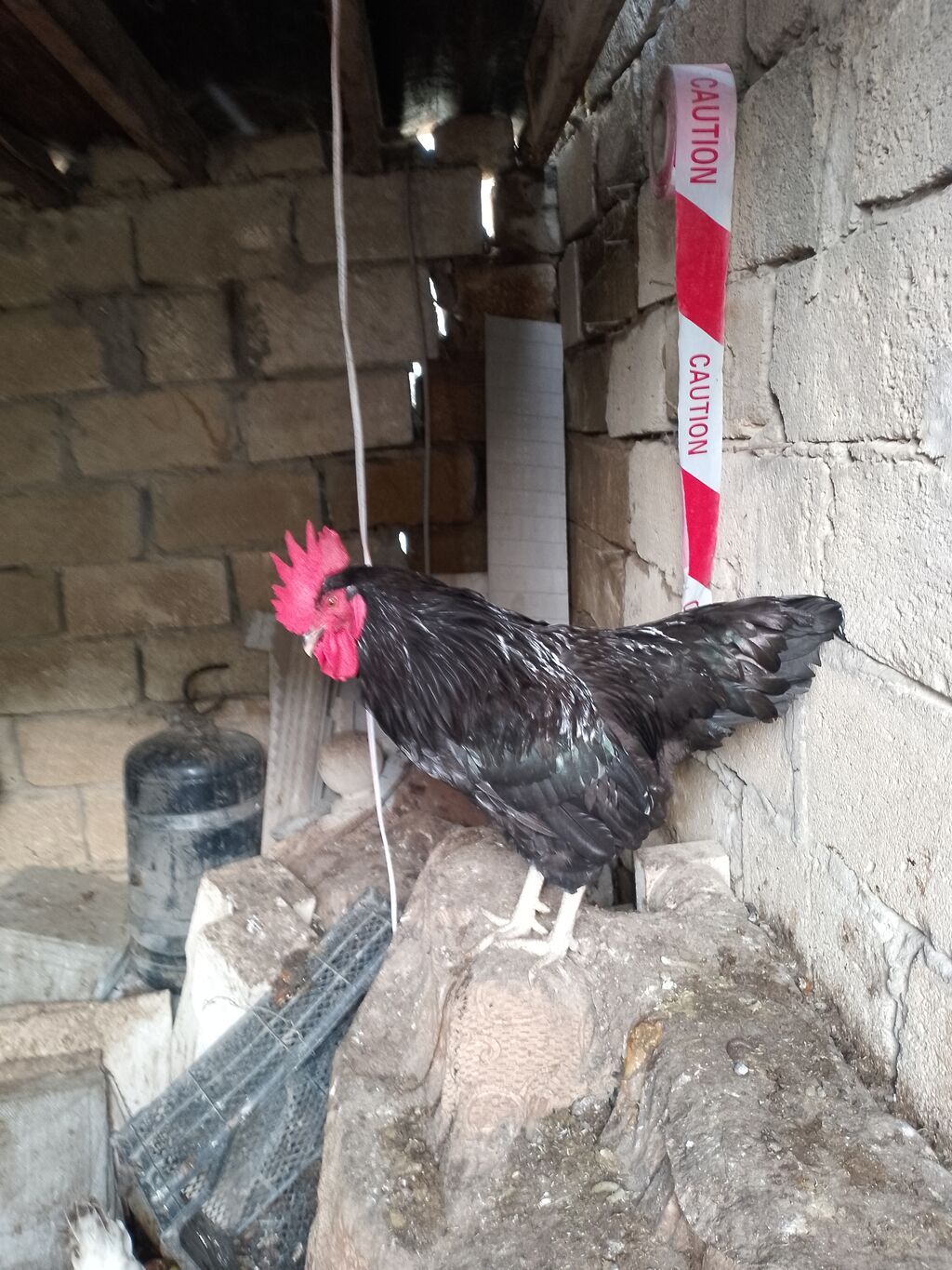 Toyuq, Yumurtalıq — Toyuq və xoruz, Bakı (5)