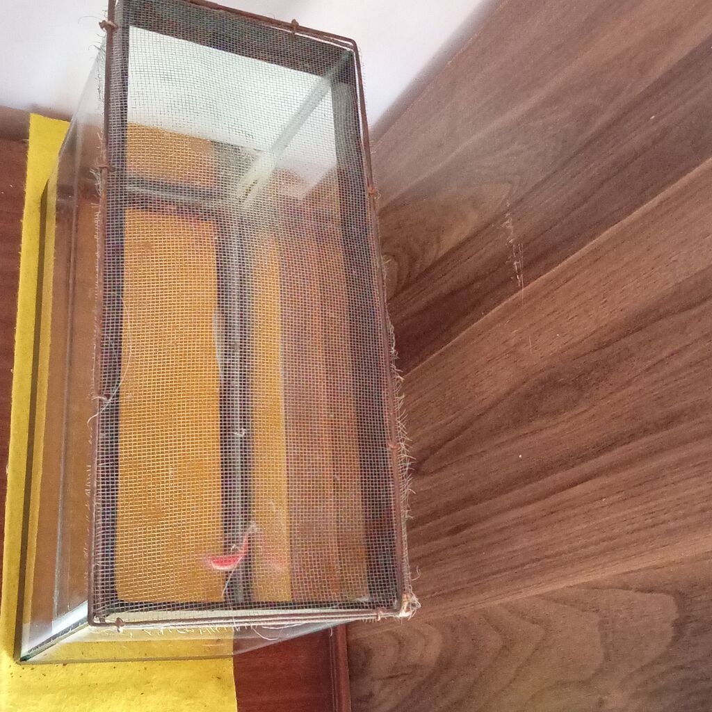 Balıqlarla birlikdə, 7500 l, Ünvandan götürmə — Akvariumlar və balıqlar, Novxanı