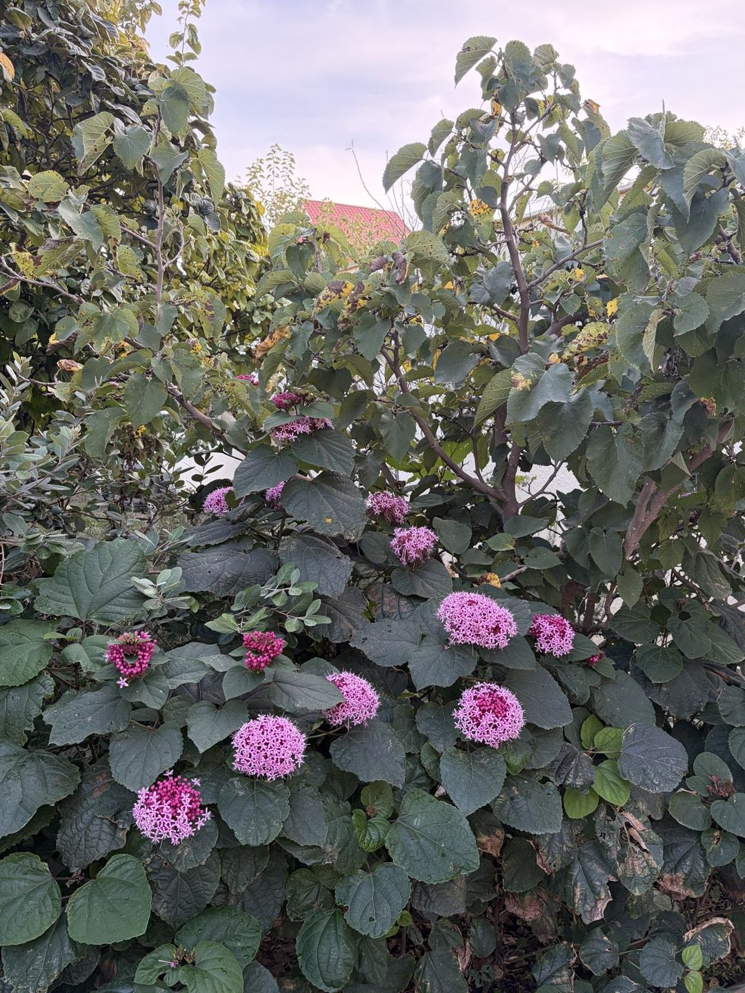 Satılır 5 otaqlı həyət evi/bağ evi 180 m² — Ev, villa, Bakı (8)