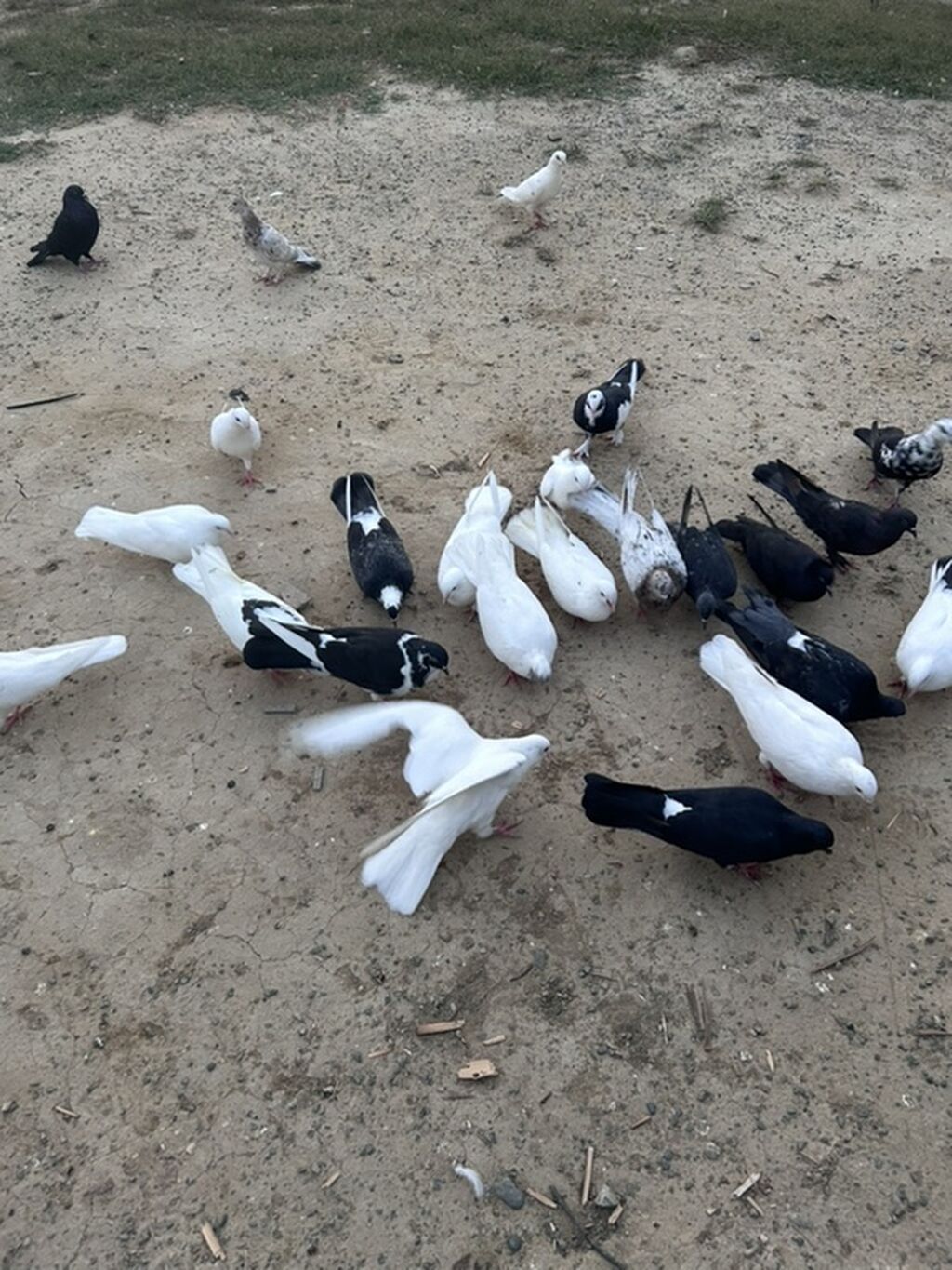 Salam tutulma quslar tek tekde satılır qıymet. Ferqlı olacaq optavoy 4 — Göyərçin, Sumqayıt