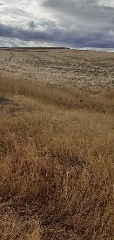 Satılır torpaq 3939 sot — Qobustan