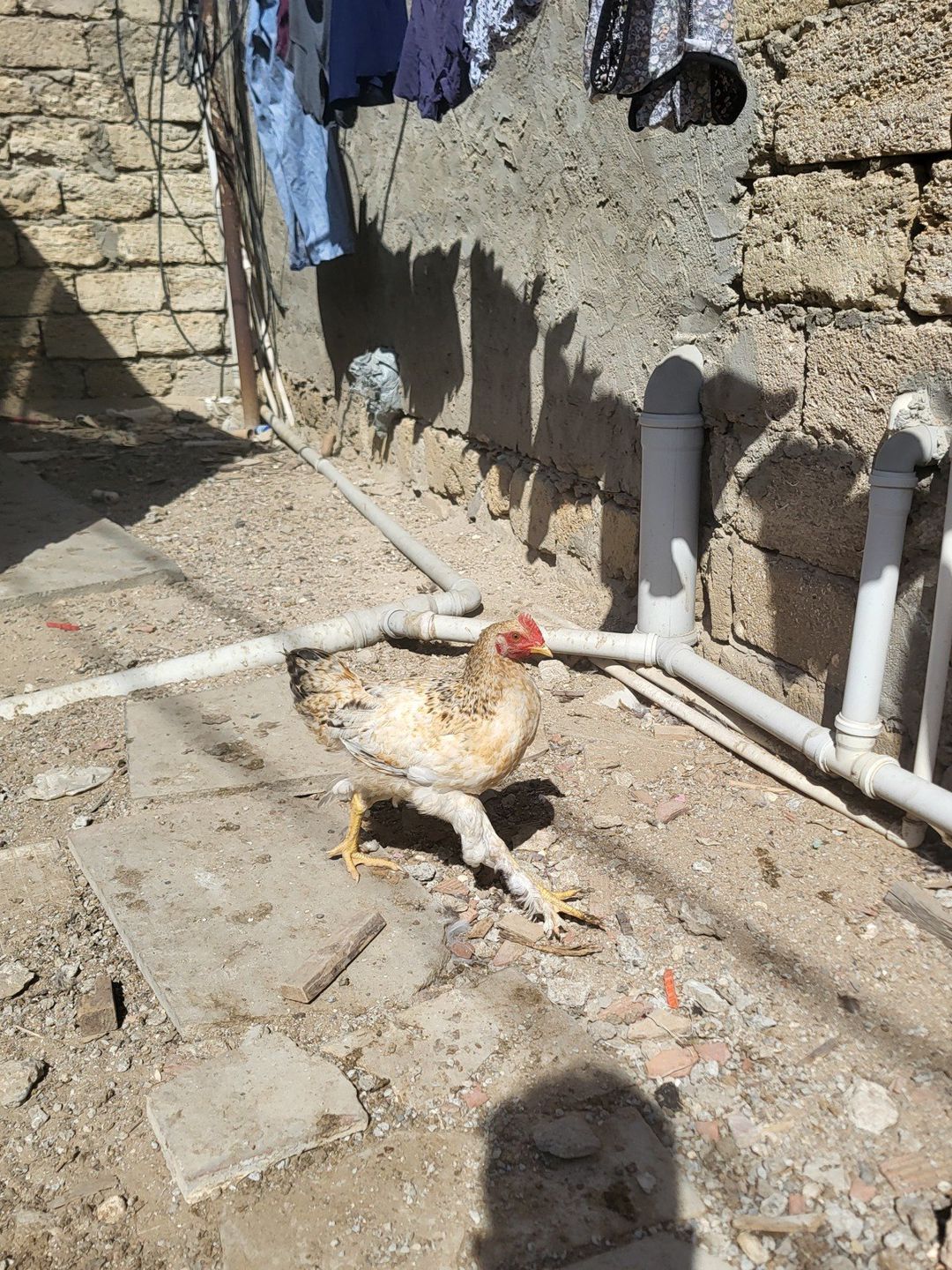 Toyuqlar — Quşlar, Bakı (4)