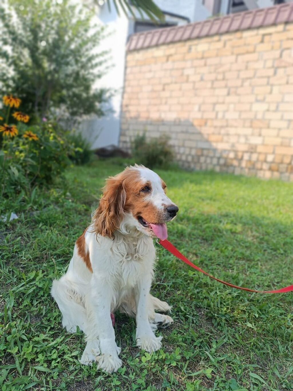 İngilis Springer Spaniel tipli it - Rəng: ağ-qəhvəyi ləkəli - Uzun — Köpəklər, Bakı (4)