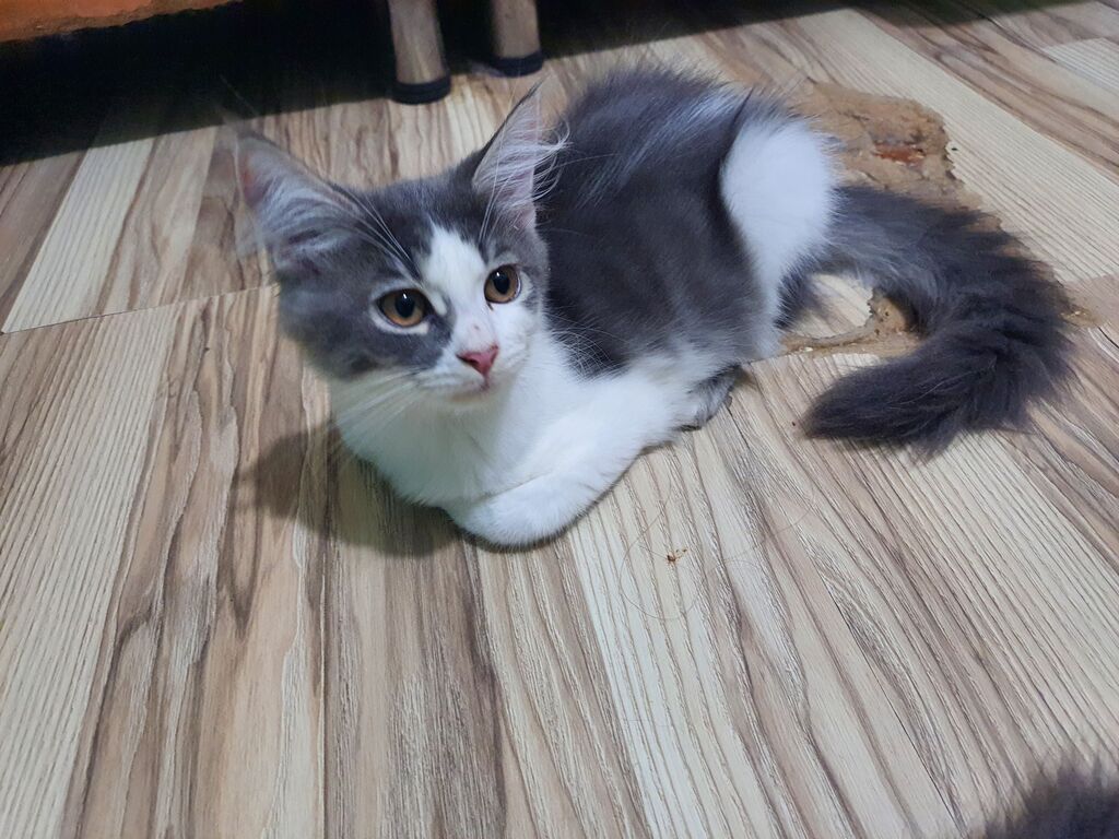 Meyn-kun, Erkək, Yaxşı əllərə — Pişiklər, Bakı (4)