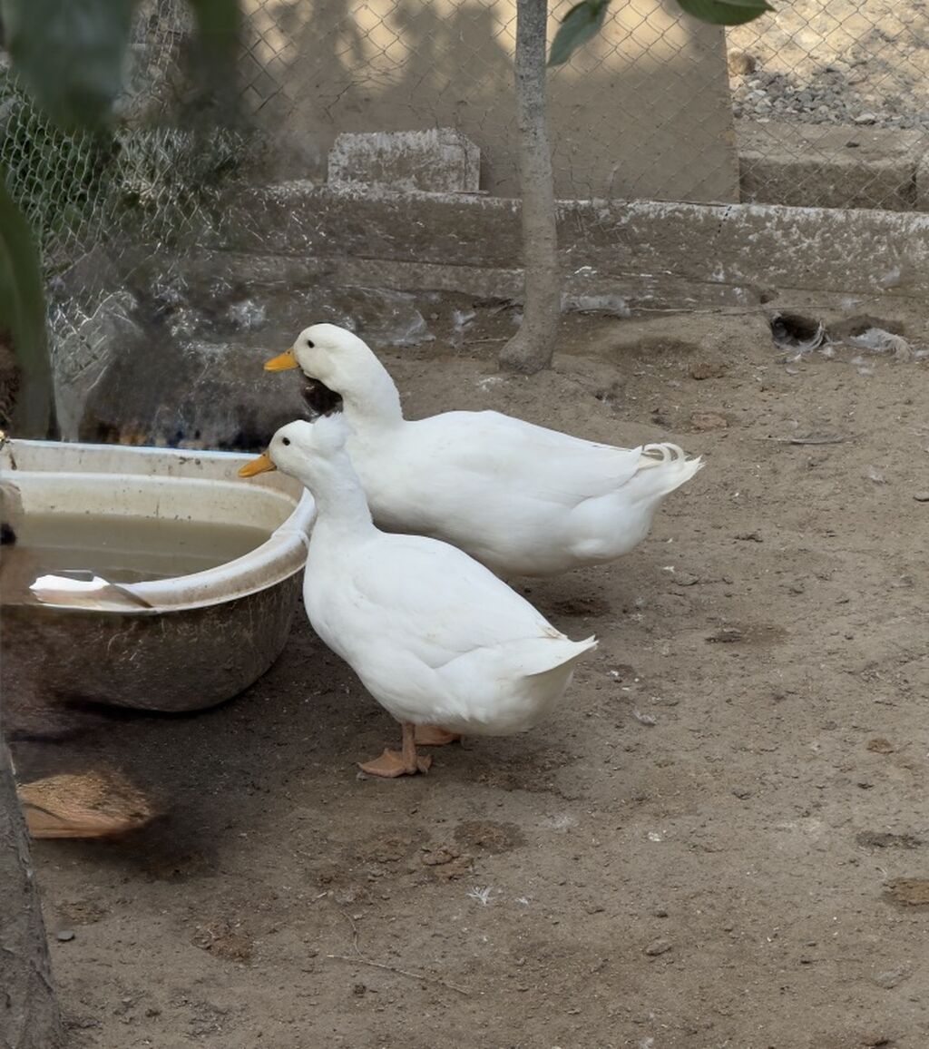 Ağ ördəklər – ev quşu - Rəng: tam ağ lələklər, narıncı dimdik və — Digərləri, Digah (5)