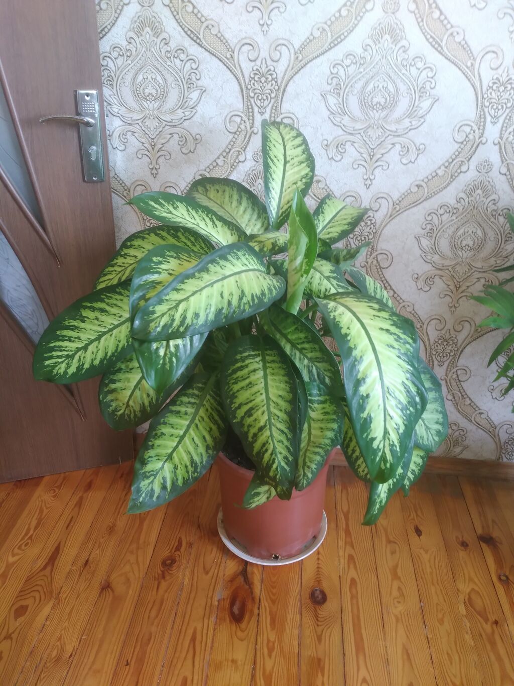 Dieffenbaxiya (Dieffenbachia) otaq bitkisi - Böyük, sıx yarpaqlı — Qapı bitkələri, Masazır (2)