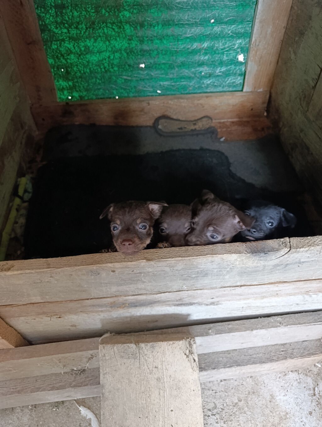 Çexiski Pincer Erkekdi 3 ededdi — Köpəklər, Mehdiabad (2)