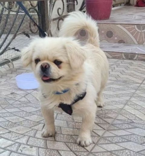 Pekines — Gəncə