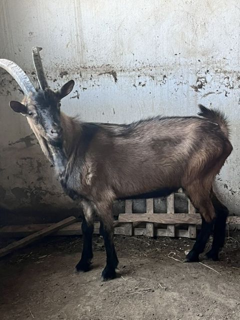 Erkək, il: 1, 60 kq, Damazlıq, Ünvandan götürmə — Xırdalan
