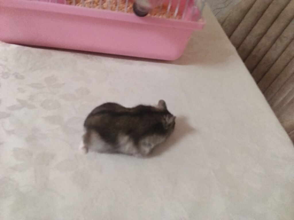 Siçan/hamster ile 2 mərtəbəli qəfəs dəsti 'qızdı hamilə yemək və — Qəfəslər, Xırdalan (5)