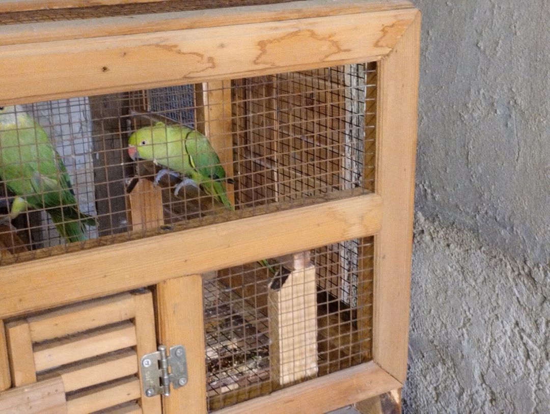 Tutuquşular və qəfəs — Quşlar, Bakı (5)
