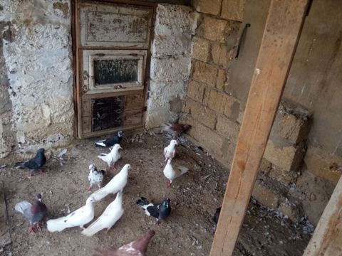 Salam tam sağlam tərqizmə quşlardır 23 dənə tək tək satilmir kom — Digah
