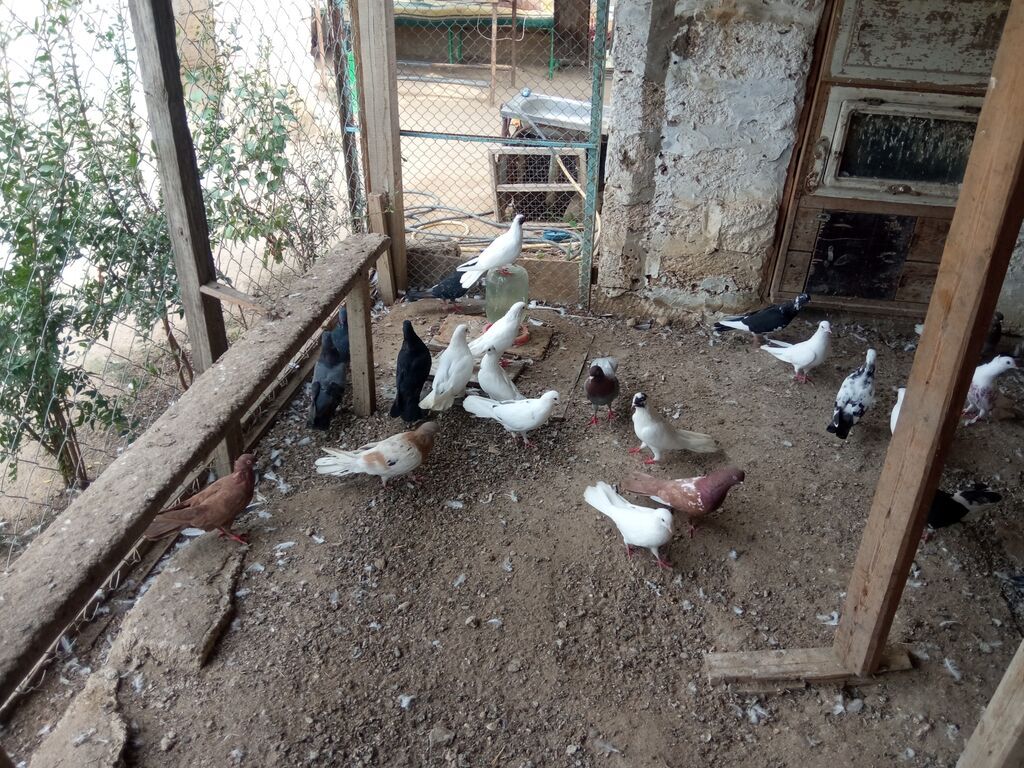 Salam tam sağlam tərqizmə quşlardır 23 dənə tək tək satilmir kom — Göyərçin, Digah (8)