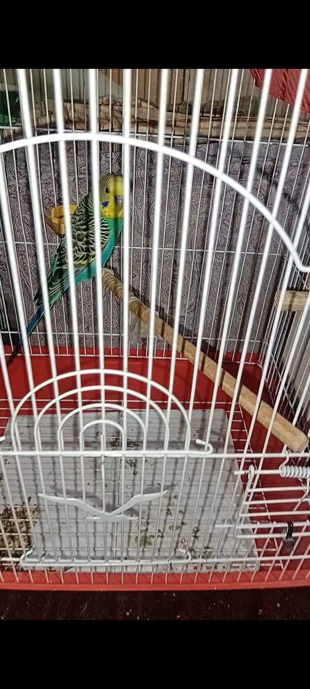 1yas yarim 1cut quslar+ 3eded yumurta+qefes+ağilli yem qabisi+2 eded — Tutyun papağayı, Bakı