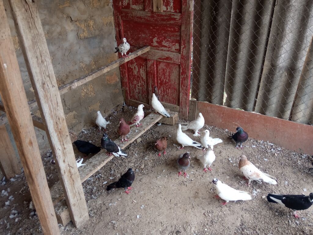 Salam tam sağlam tərqizmə quşlardır 23 dənə tək tək satilmir kom — Göyərçin, Digah (2)