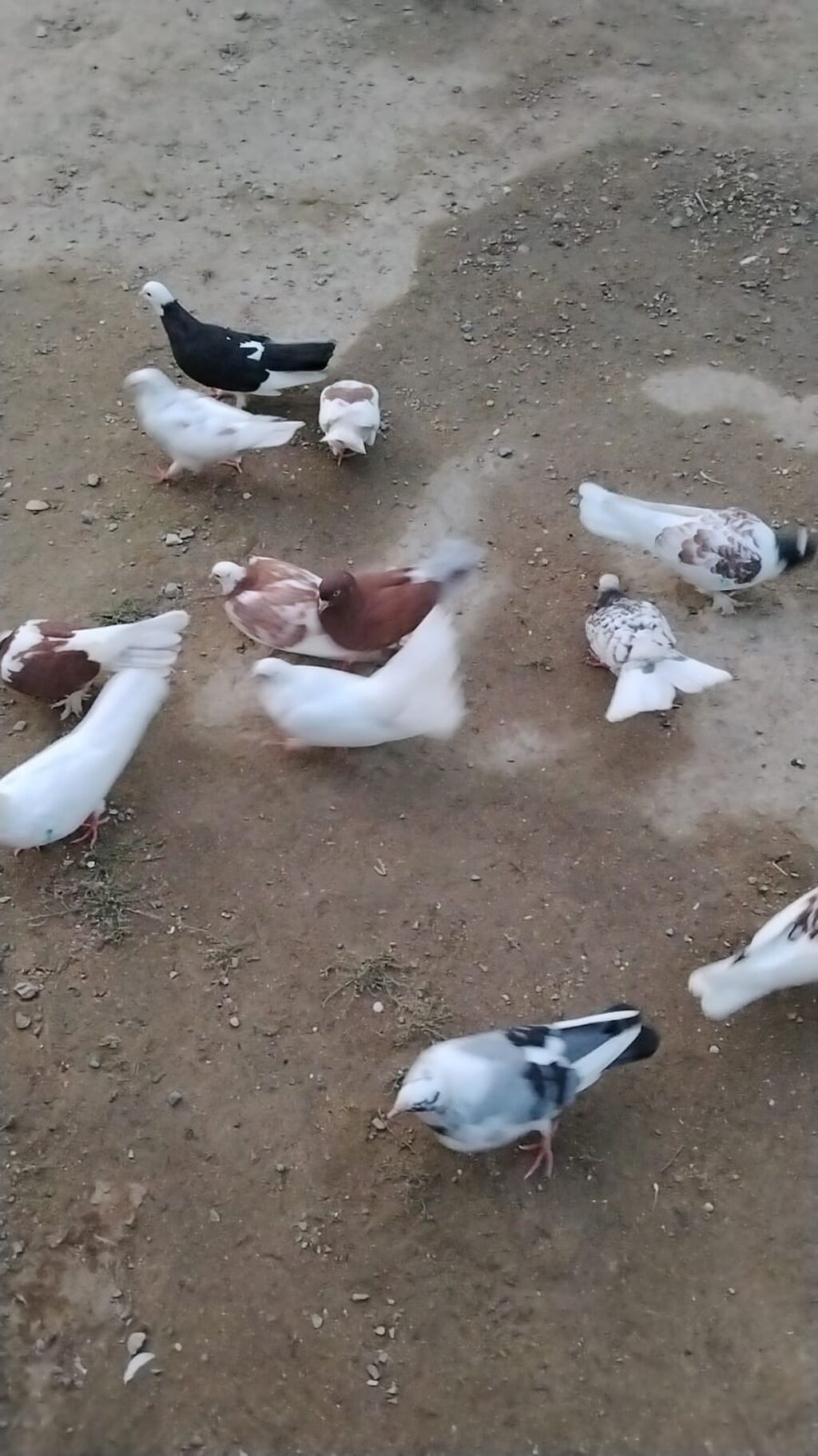 Salam aleykum unvan merdekan catdrlma ödenis olnarsa olar qiymetde — Göyərçin, Digah