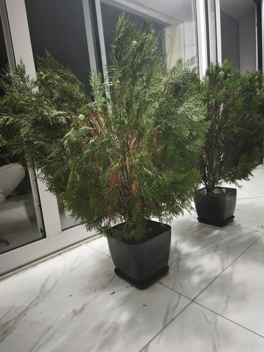 Thuja (ardıc) dekorativ qazon-bitkisi – qara plastik dibçəklərdə — Ağaclar və fidan, Bakı (2)