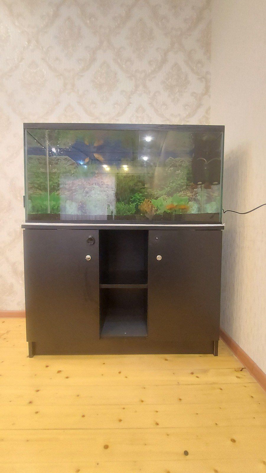 Akvarium — Akvariumlar və balıqlar, Bakı (5)