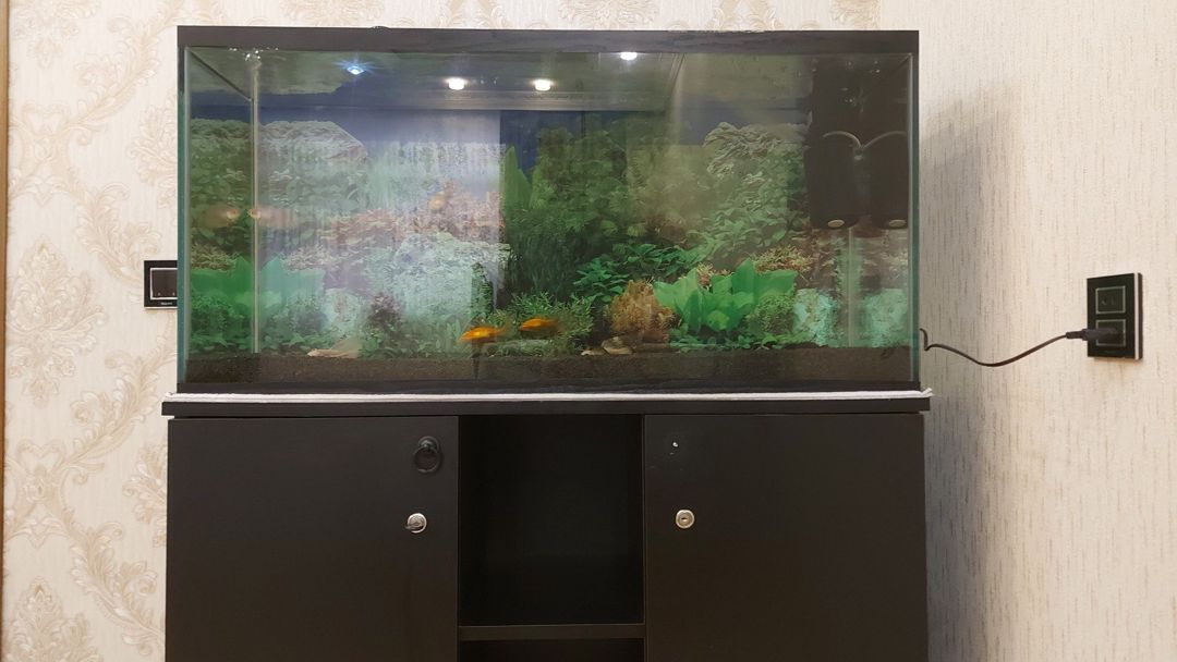Akvarium — Akvariumlar və balıqlar, Bakı (8)