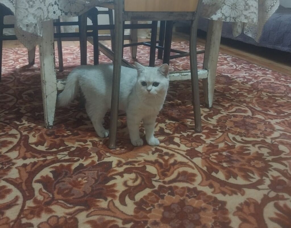 Şinşilla — Pişiklər, Bakı (2)