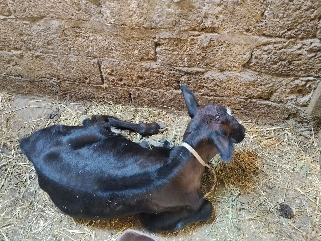 Dana, buzov, Dişi, ay: 1, Südlük — Kənd təsərrüfatı heyvanları, Digah (3)