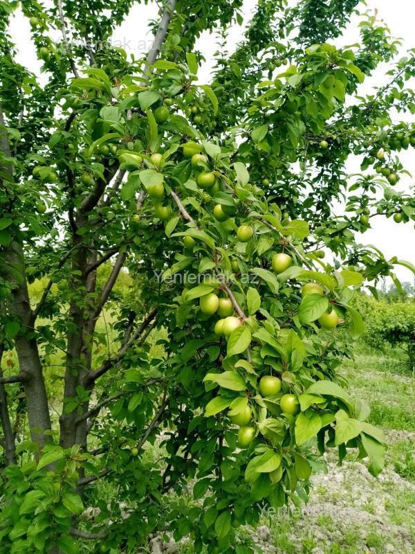 Satılır Torpaq sahəsi, 35 sot, Xaçmaz — Torpaq, Xaçmaz (5)