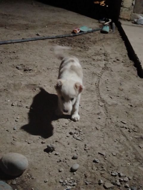 Alabay, 1 ay, Erkək — Cəlilabad