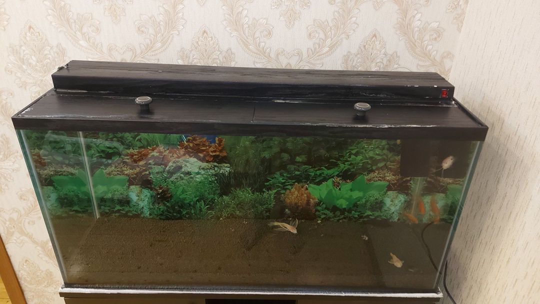 Akvarium — Akvariumlar və balıqlar, Bakı (4)