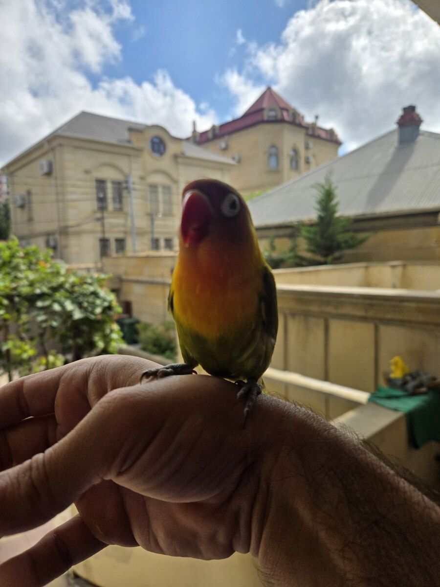 Fisher Lovebirds — Quşlar, Bakı (3)