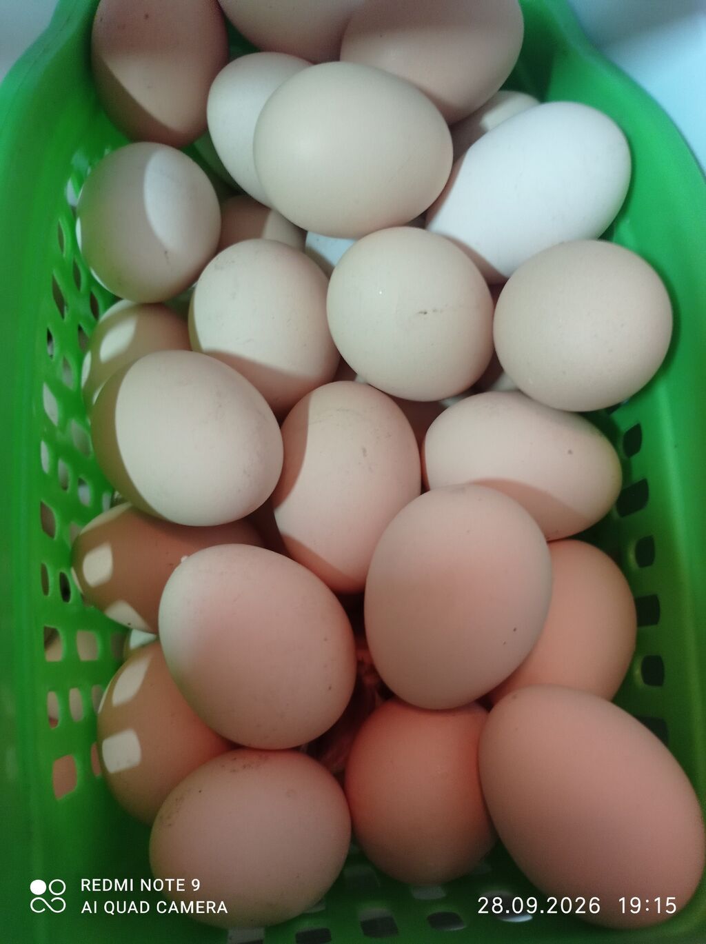 Təbii toyuq yumurtası heyet yutasi - Rəng: krem-açıq qəhvəyi tonlarda — Qida məhsulları, Digah (5)