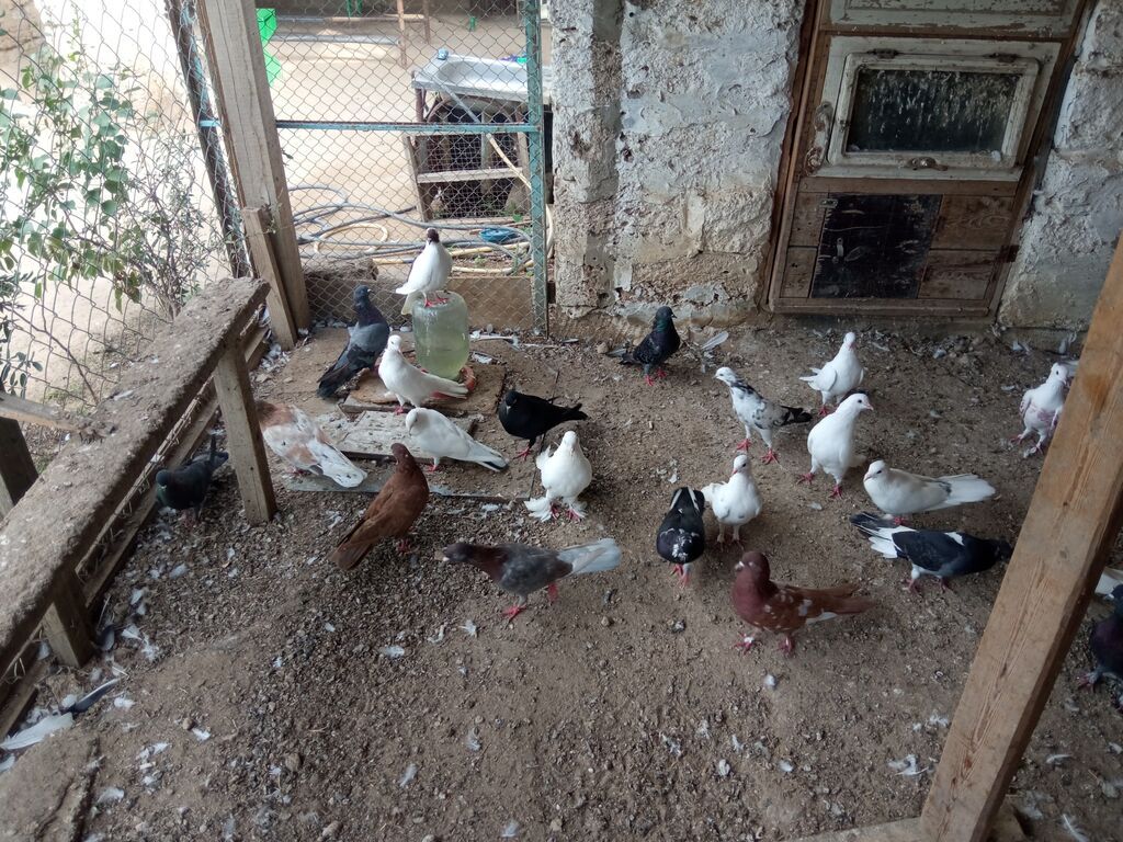 Salam tam sağlam tərqizmə quşlardır 23 dənə tək tək satilmir kom — Göyərçin, Digah (6)