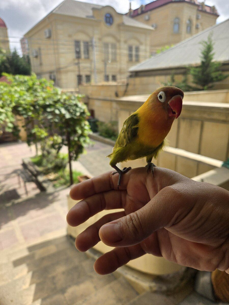 Fisher Lovebirds — Quşlar, Bakı (4)
