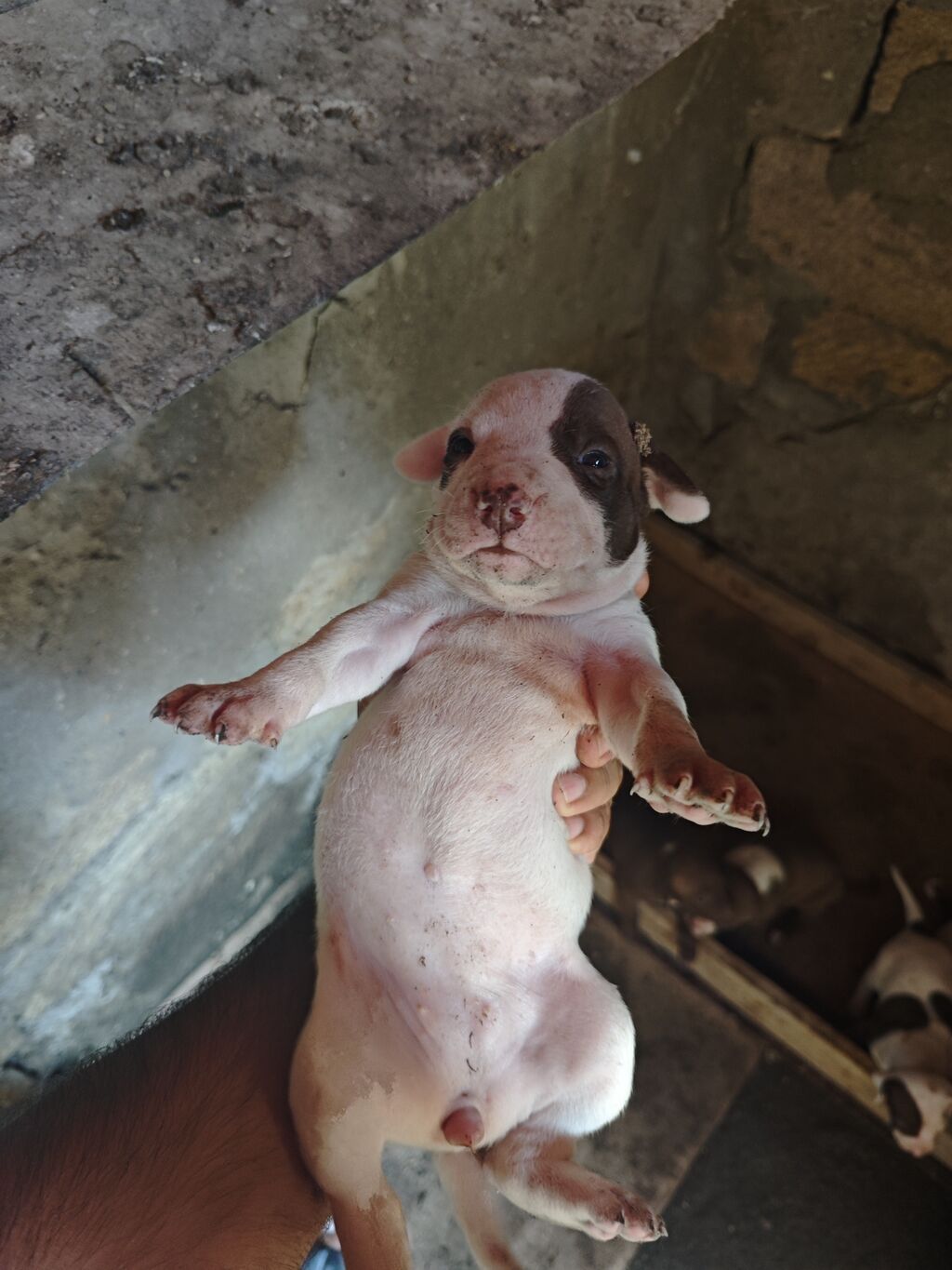 Pitbul, 1 ay, Dişi, Ödənişli çatdırılma — Köpəklər, Sumqayıt (2)