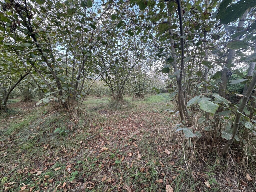 32 sot, Kənd təsərrüfatı, Mülkiyyətçi, Kupça (Çıxarış) — Torpaq, Xaçmaz (2)