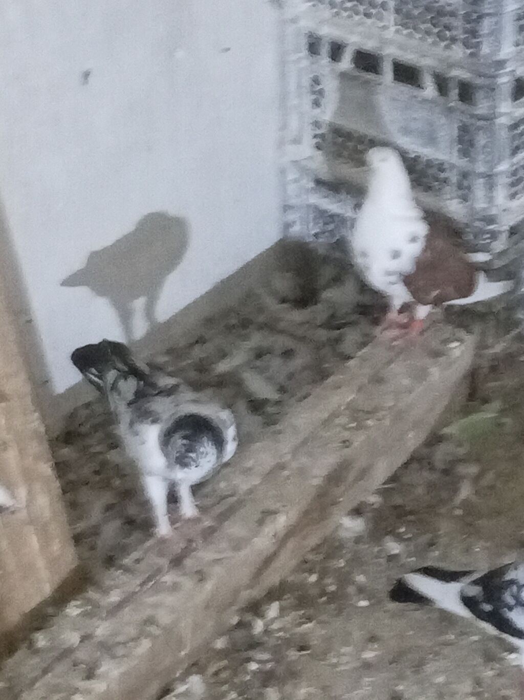 Qeyd: Şəkillərdə müxtəlif rəngdə ev göyərçinləri təqdim olunur — Göyərçin, Digah (5)