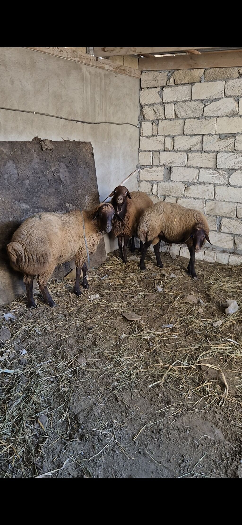 3 eded qoçlar cavan heyvanlardi 1inin 1yaşi olub qalanlari cavandi — Kənd təsərrüfatı heyvanları, Bakı (2)