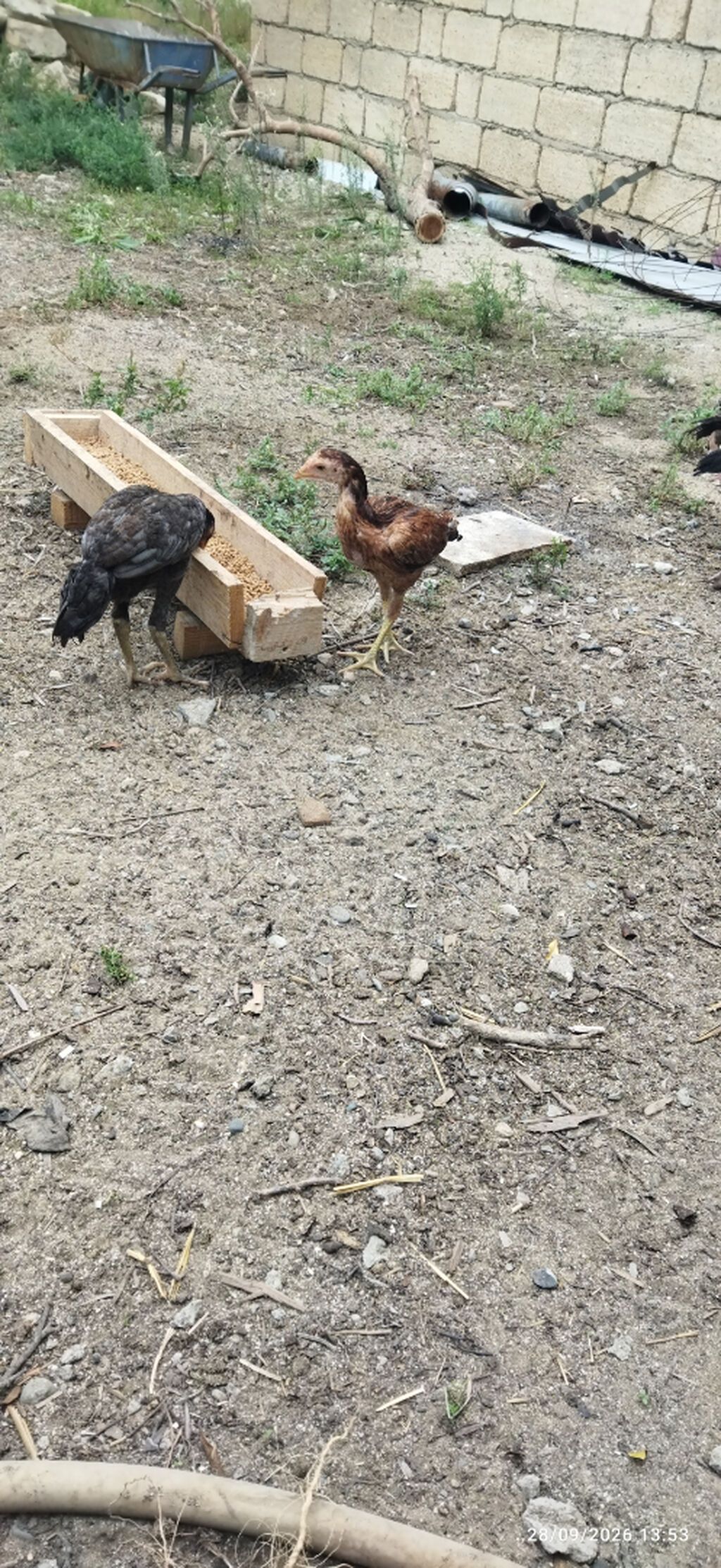 Ataları qaragöz cinsi anası türk yapon sintezi fərələr 30m40m becələr — Digərləri, Sumqayıt (8)