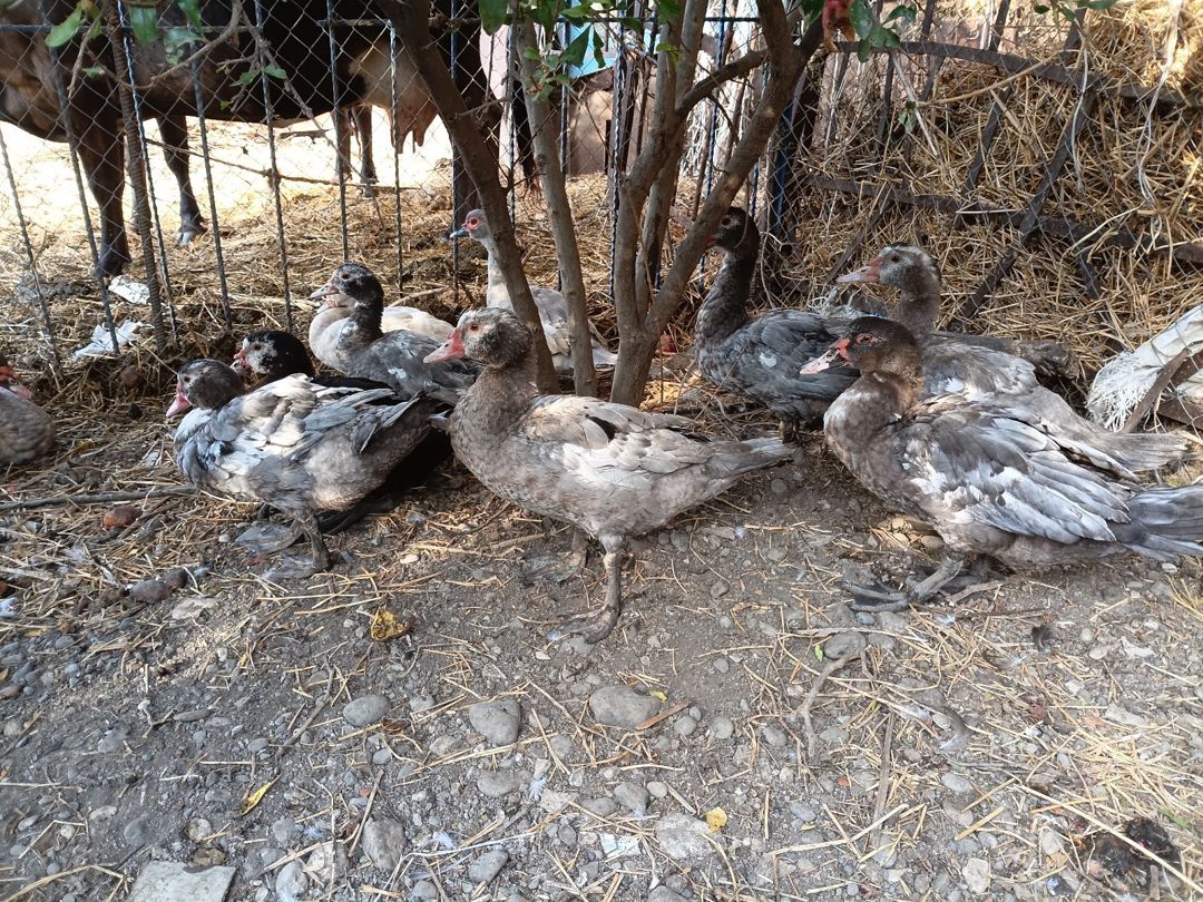 Lal ördəklər — Quşlar, Ağcabədi