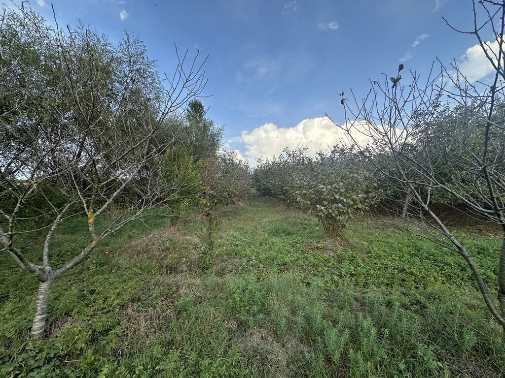 32 sot, Kənd təsərrüfatı, Mülkiyyətçi, Kupça (Çıxarış) — Torpaq, Xaçmaz (6)