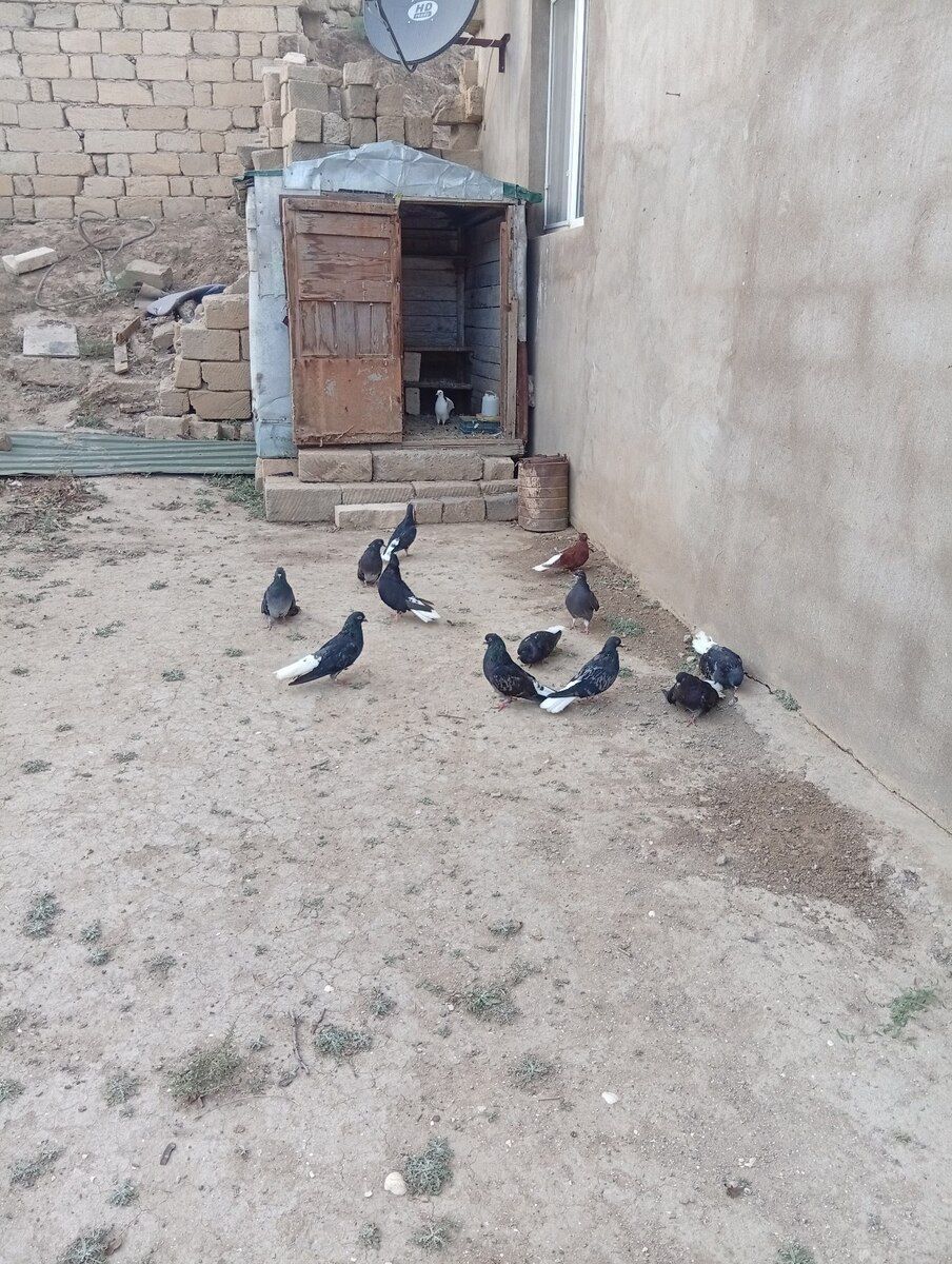 Göyərçinlər — Quşlar, Bakı (3)