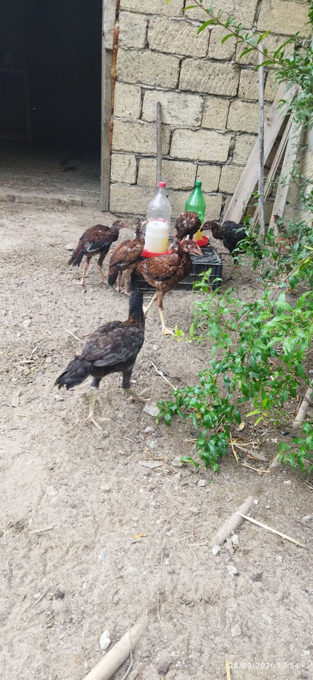 Ataları qaragöz cinsi anası türk yapon sintezi fərələr 30m40m becələr — Digərləri, Sumqayıt (4)
