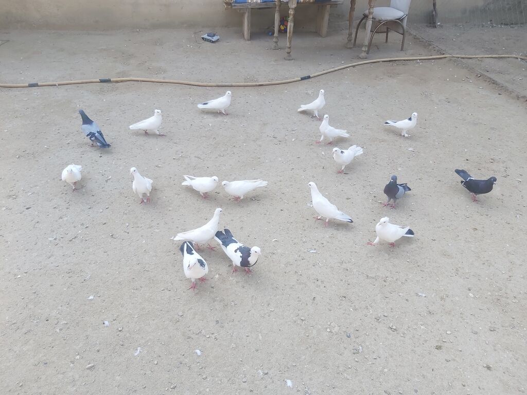Quşlar satilir komda satilir tək təkdə Hər quşun öz qiyməti var real — Göyərçin, Digah (8)