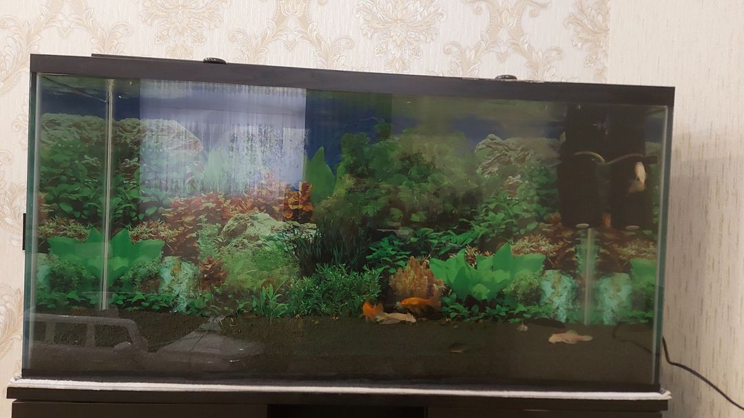 Akvarium — Akvariumlar və balıqlar, Bakı (10)