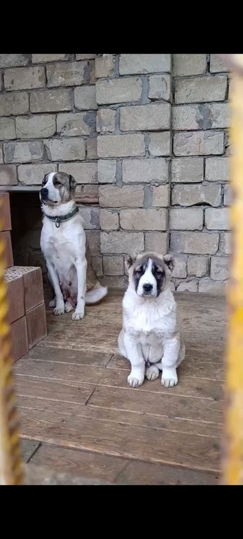 Alabay — Bakı