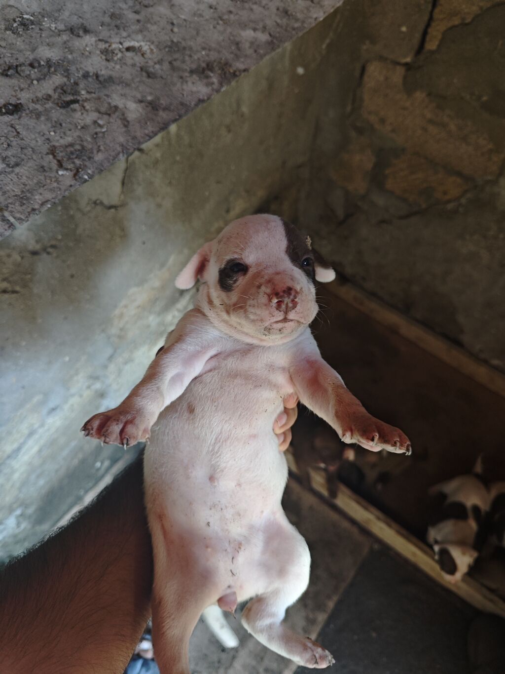 Pitbul, 1 ay, Dişi, Ödənişli çatdırılma — Köpəklər, Sumqayıt (3)
