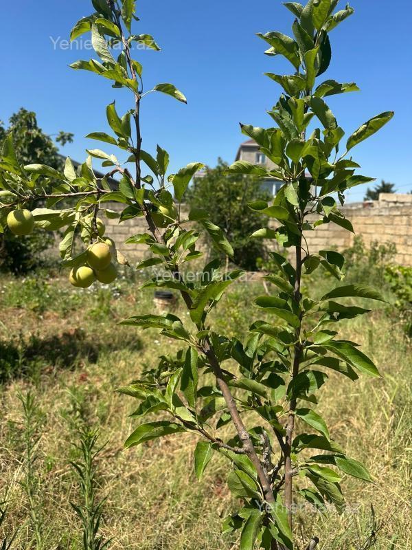 Satılır Torpaq sahəsi, 2.6 sot, Qurd dərəsi — Torpaq, Sumqayıt (4)