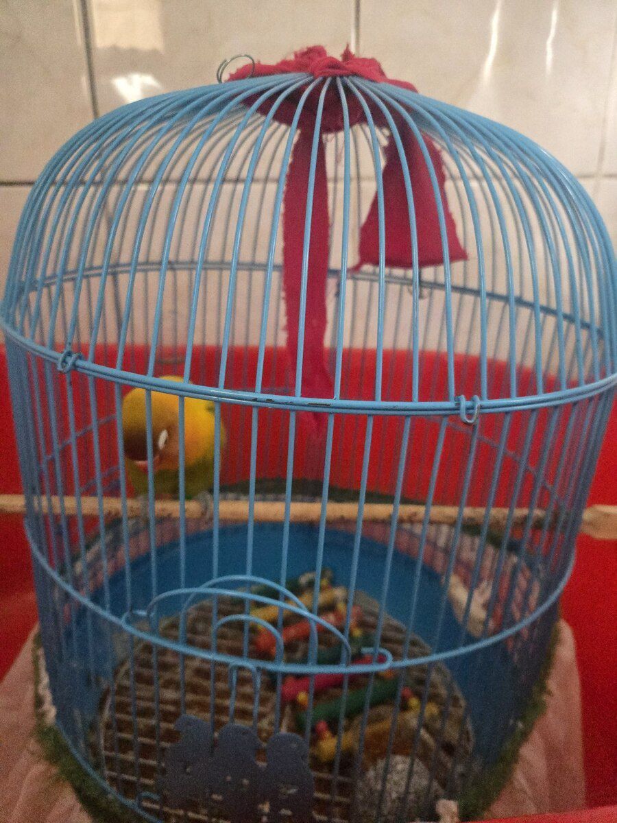 Fisher Lovebirds — Quşlar, Bakı (7)